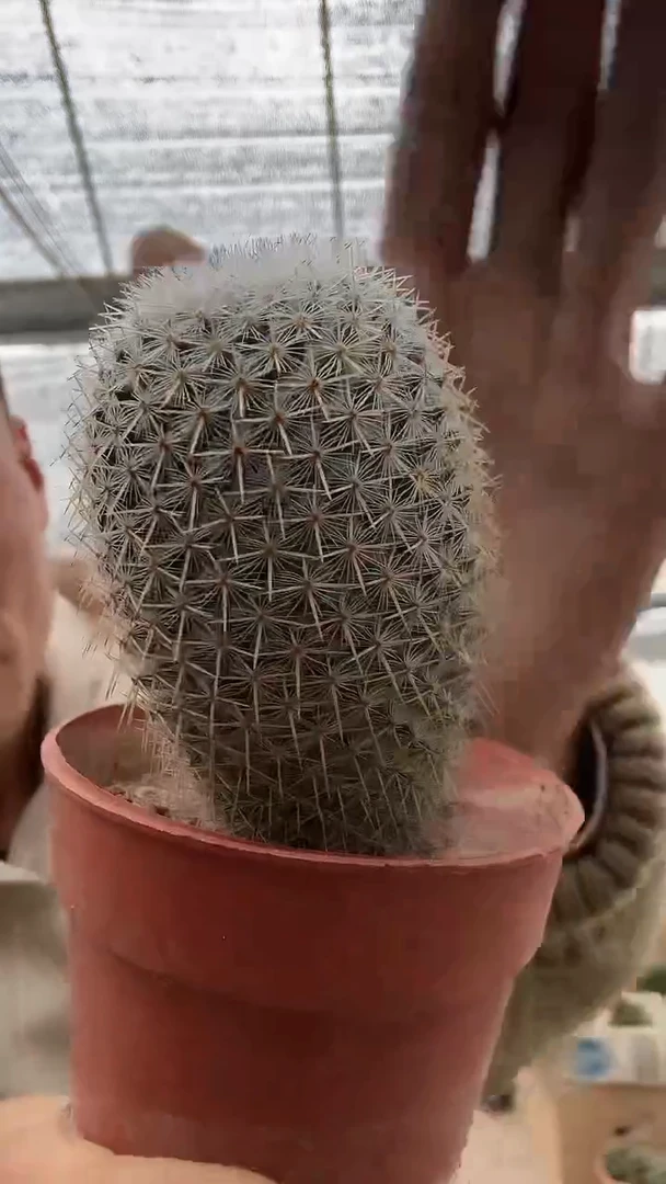 实生白玉兔12.99