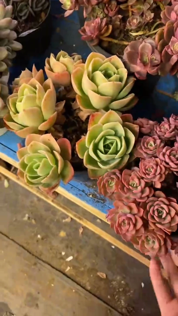 【闪购商品】1459白鹿