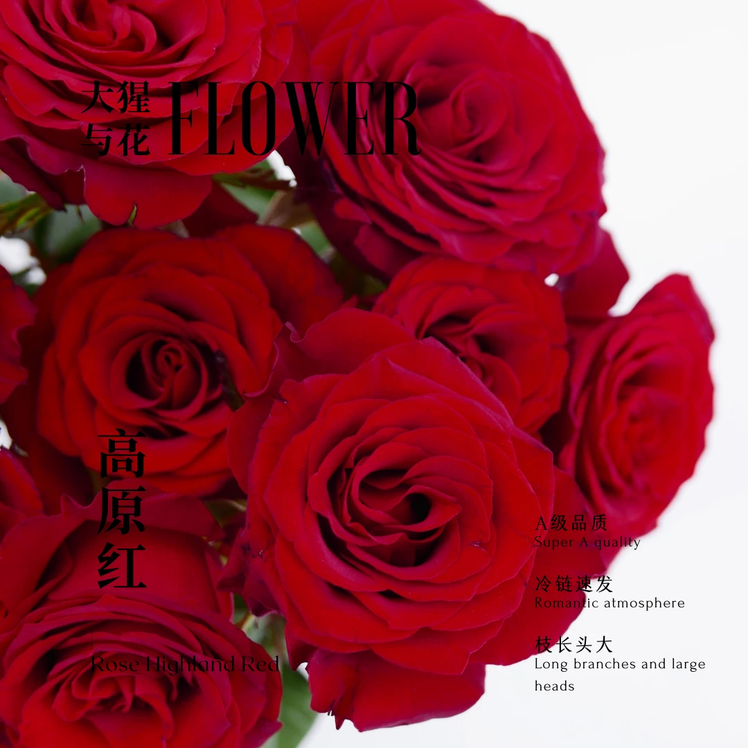 【A级高原红单头玫瑰】云南A级玫瑰70-75cm室内水养昆明直发
