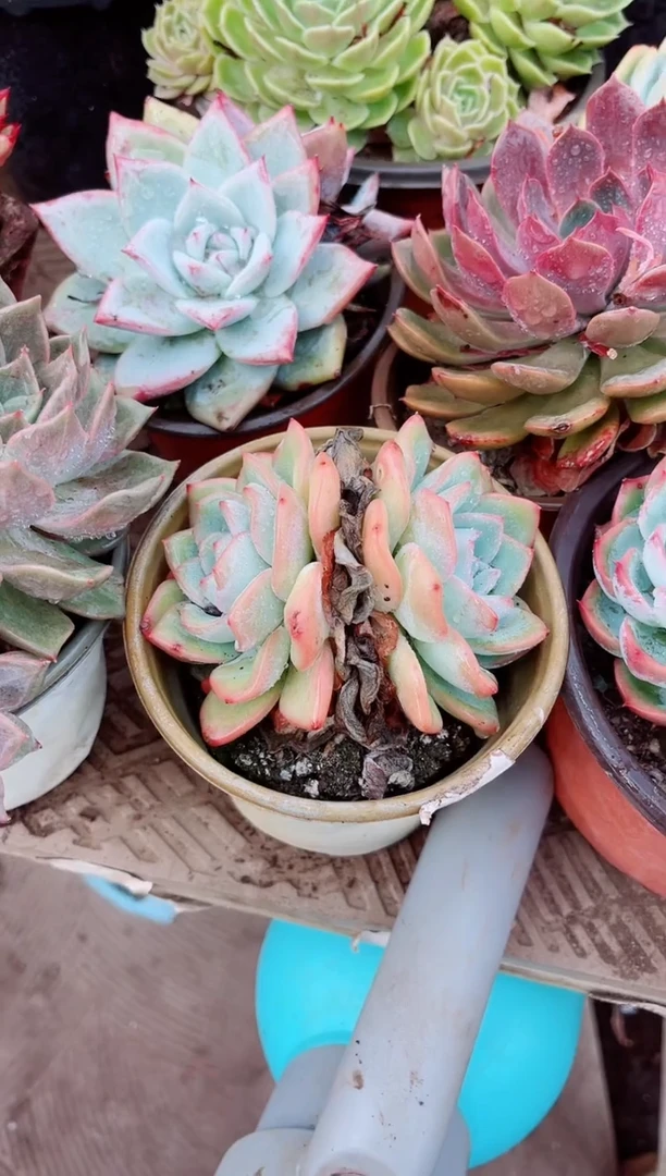 08104多肉植物一物一拍