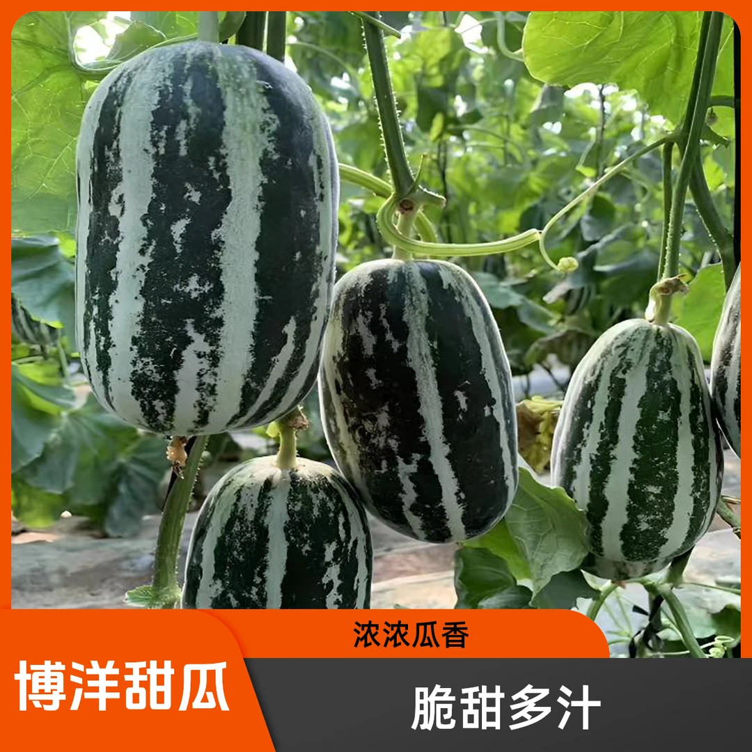 正宗博洋9号甜瓜新鲜水果当季现摘时令生鲜脆瓜 香瓜蜜瓜羊角蜜瓜