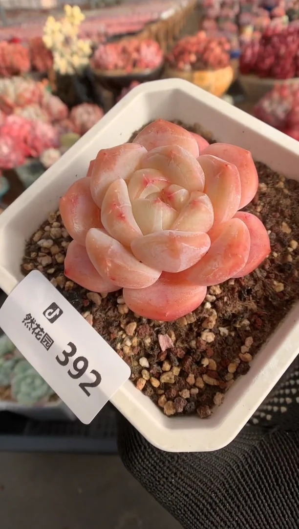 392糖心多肉植物一物一拍