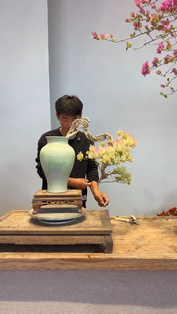 以实际为准三角梅9