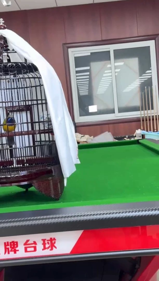 28号橙腹养笼0元起拍