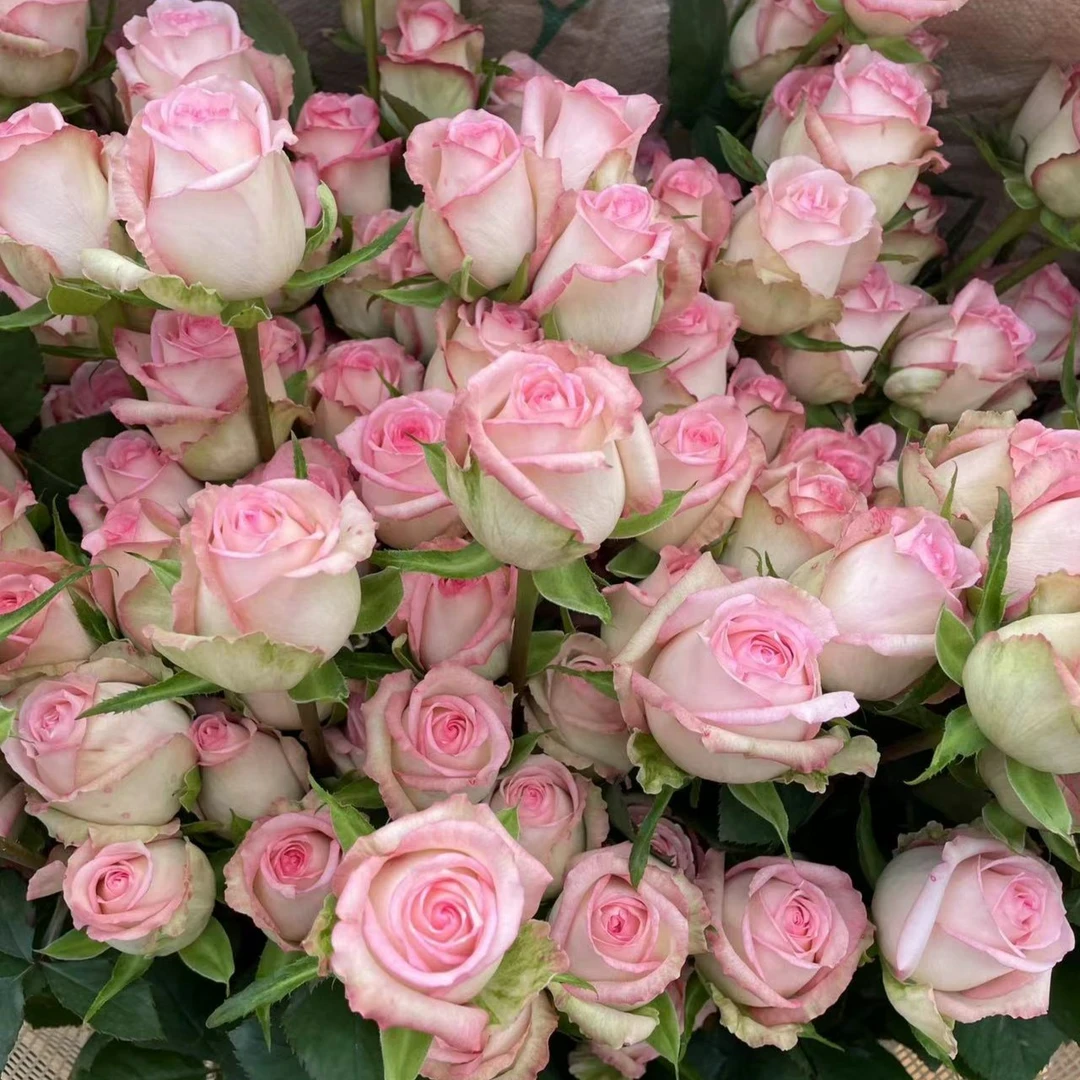 玫瑰花种子四季易活阳台庭院盆栽花卉植物花种子籽花籽室外常开花