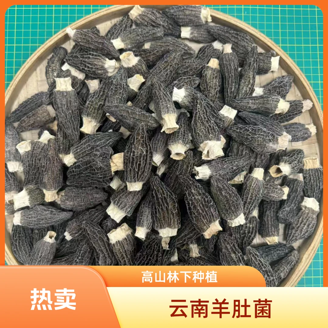 热卖 回馈福利 云南羊肚菌 5-7厘米 大个头 厚肉头茬羊肚菌 煲汤