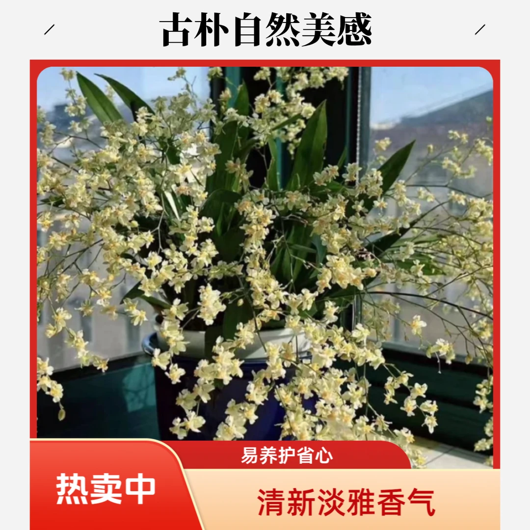 【罗曼香】文心兰室内观花盆栽冬季开花带花苞浓香花卉植物