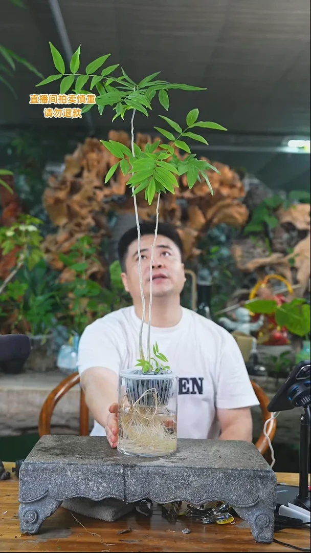 完全开放菩提124+