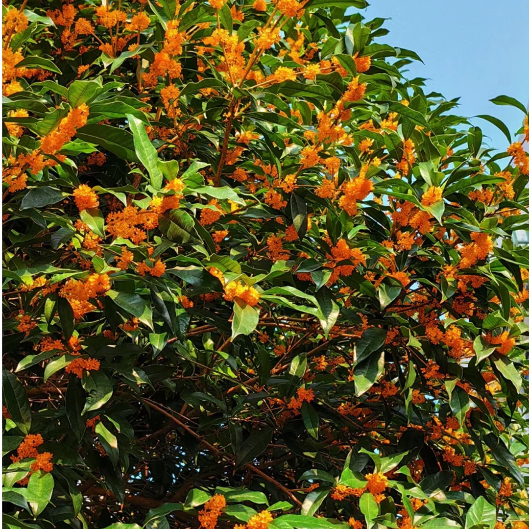 红花丹桂状元红桂花树朱砂桂