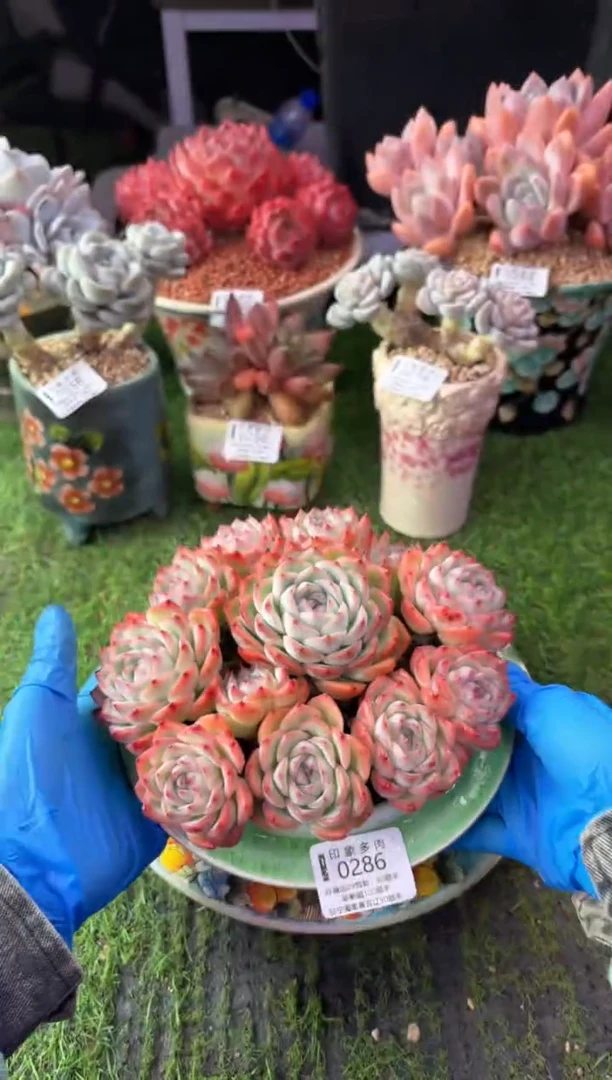 昆明印象多肉0286