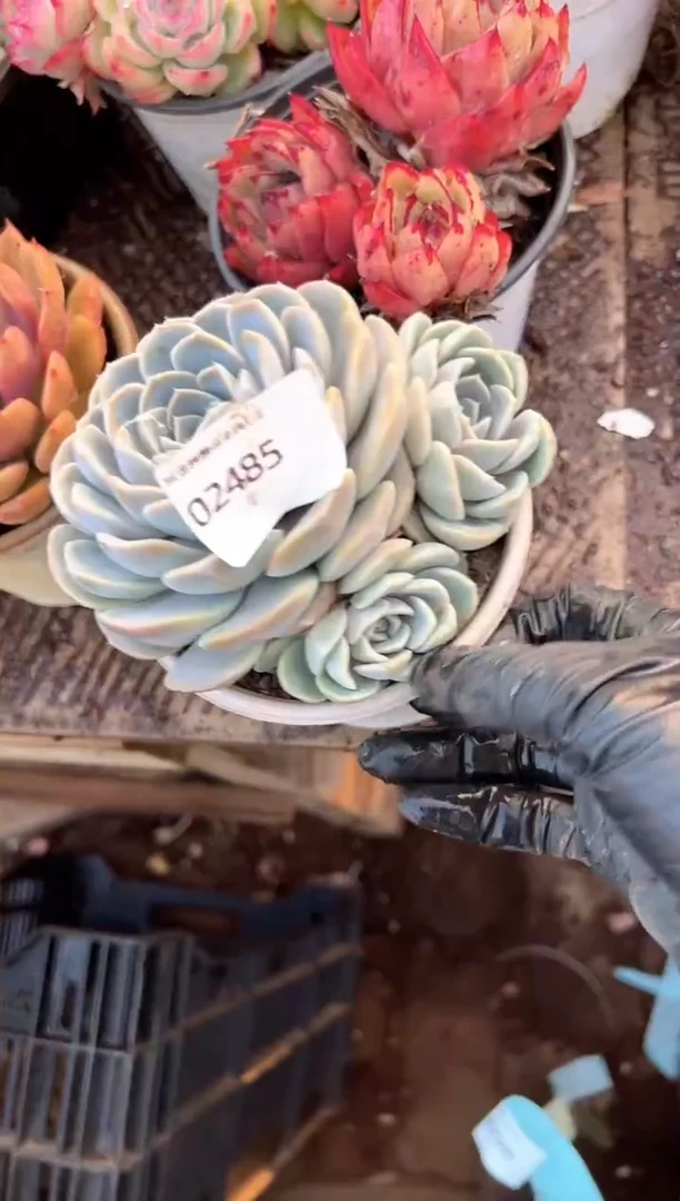 A****e多肉植物一物一拍02485