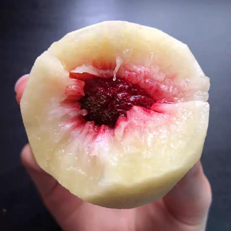 正宗中秋王蜜桃脆甜多汁应季新鲜水果山西运城水蜜桃秋桃秋彤毛桃