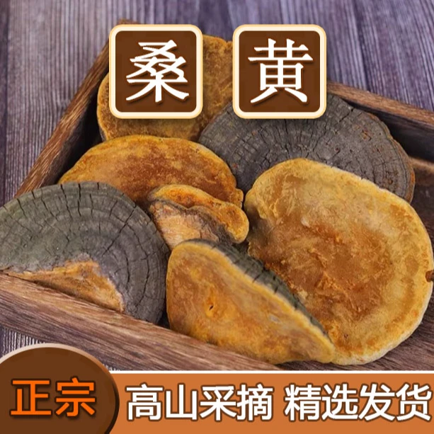 优选高山采摘桑黄