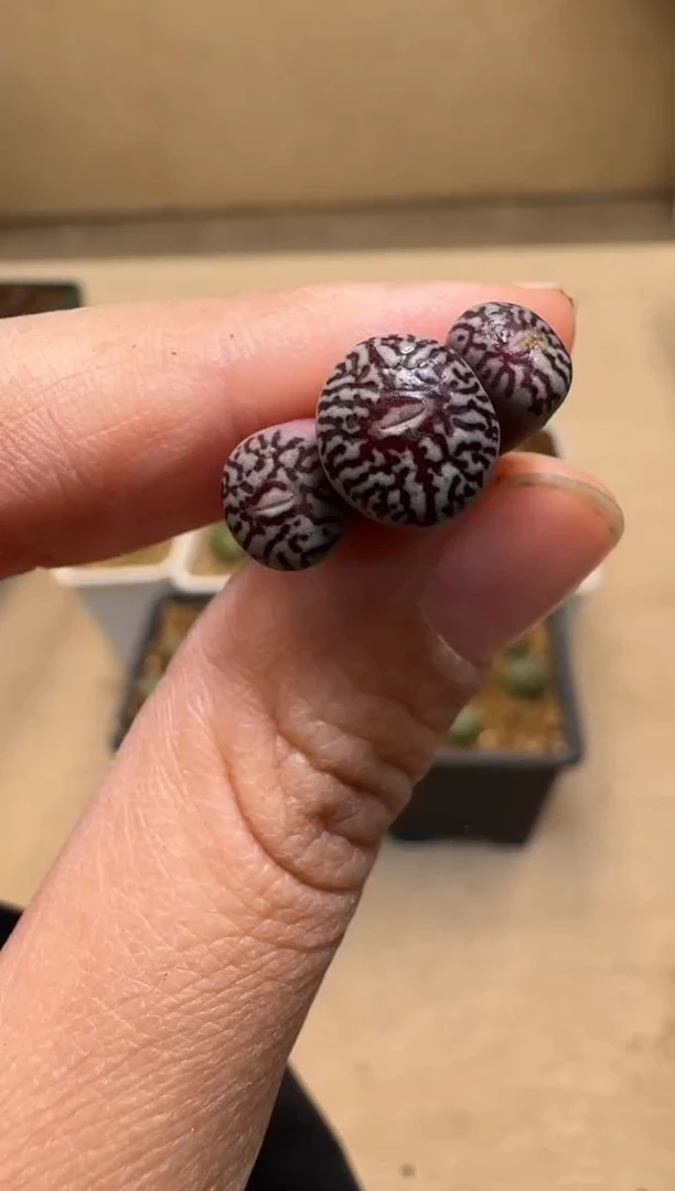 【闪购商品】1/21-27