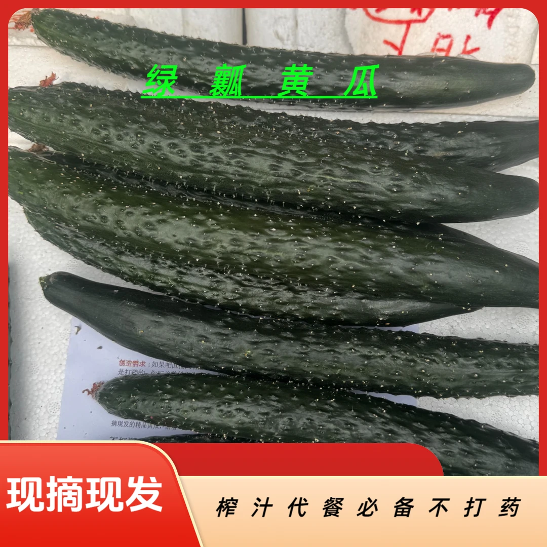 （地头价）农家自种黄瓜，现摘现发生吃新鲜黄瓜，有机天然自然熟正宗