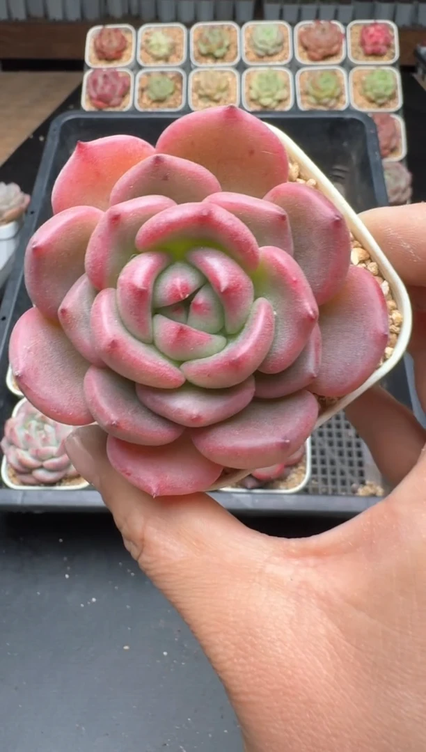 【闪购商品】930B物拍多肉带盆土6.5杯拍3颗包柚