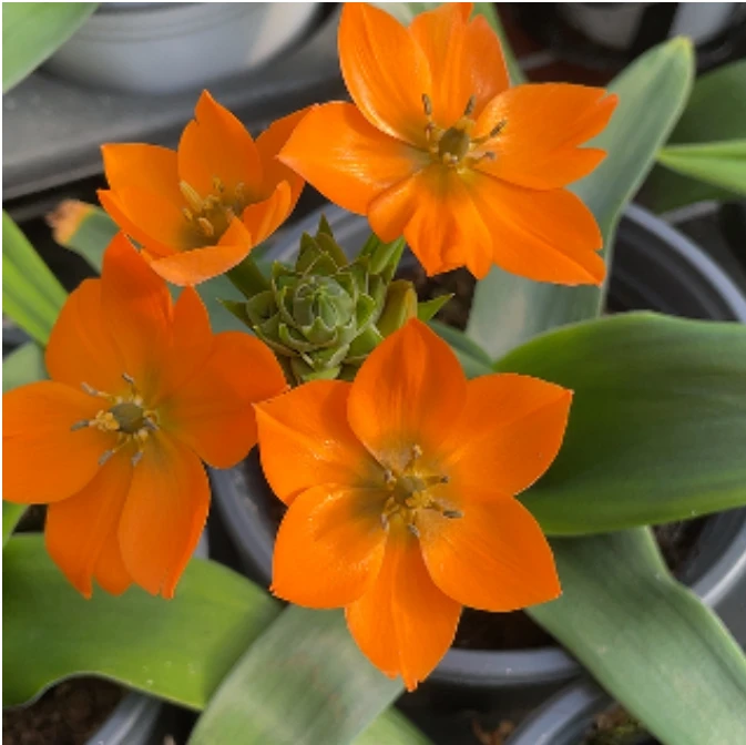 110圣心百合橙色