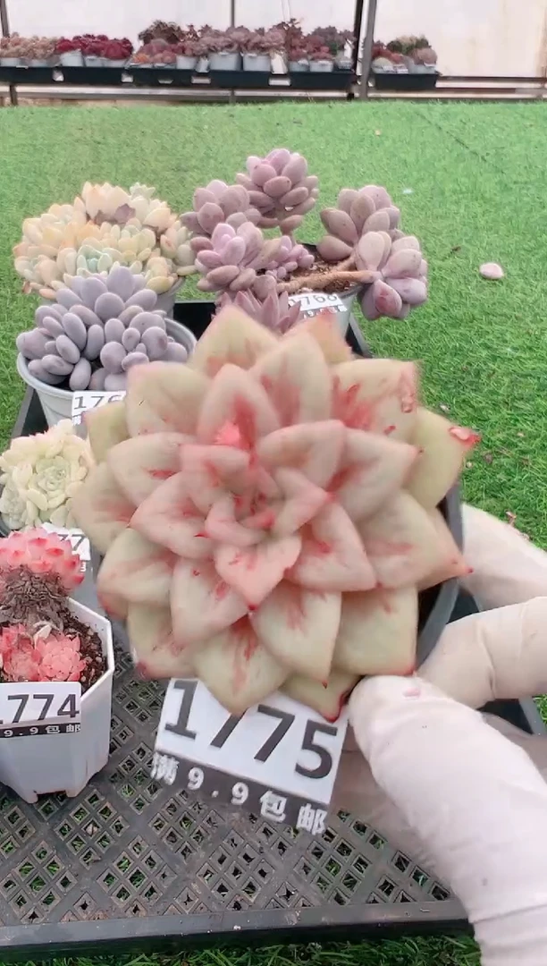 【闪购商品】信福多肉一物一拍