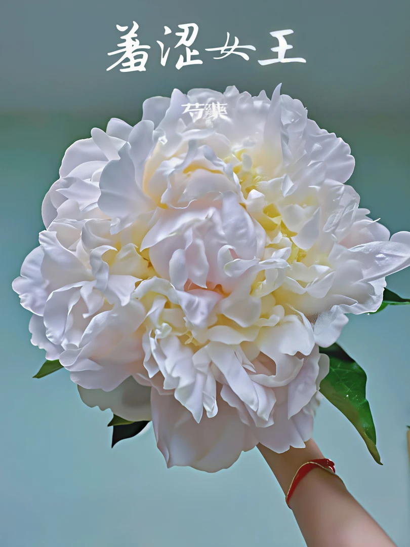 预售【羞涩女王】正宗芍药花苗 菏泽芍药盆栽地栽绿植 先发肥料