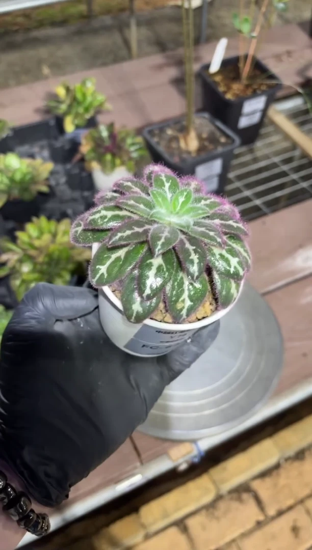 无*h中越红毛苦苣苔FC-5396