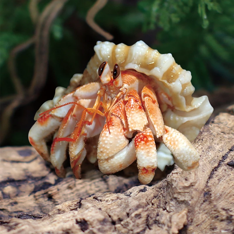 萌宠陆生寄居蟹活体～好养易活 桌面萌宠 淡水观赏蟹螃蟹儿童礼物