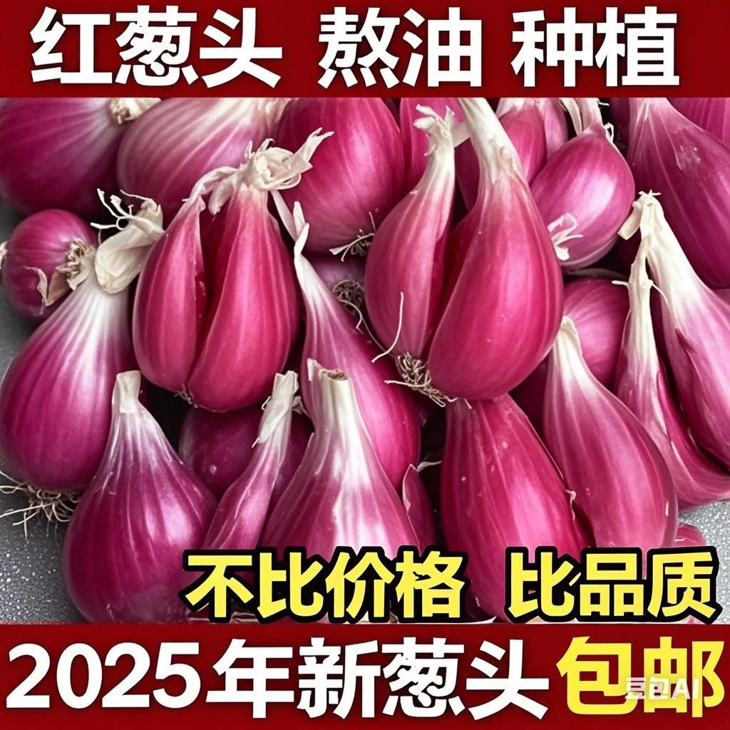 广东正宗红葱头特香小香葱红皮半干葱商用批发酒店饭店专用中大果