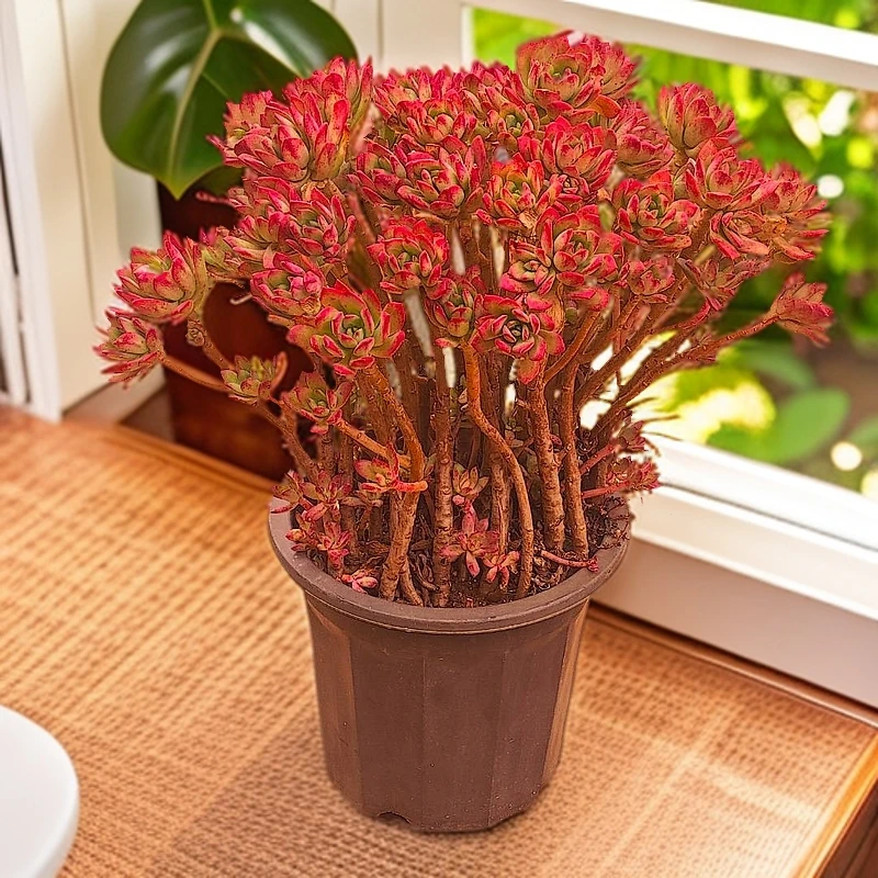 红稚莲230#云大B2露 婷姐园艺新手好看好养一单包邮