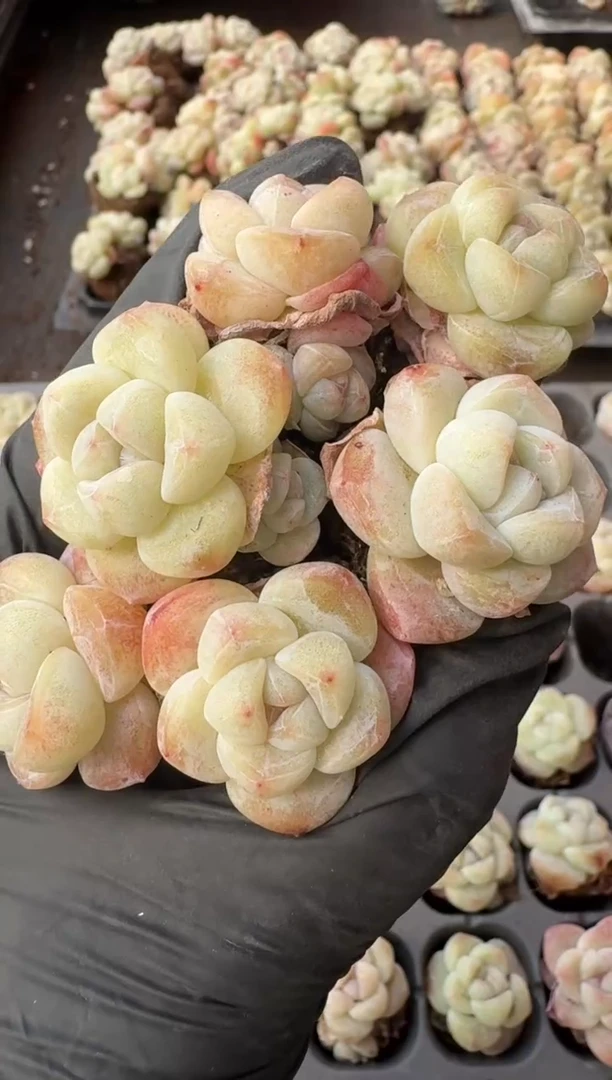 【闪购商品】87号到手5棵江北一物一拍