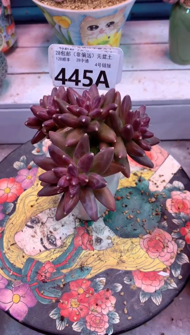 ?***燥445A带盆价 只走物流（一物一拍，精品多肉，w所见即所得 ）