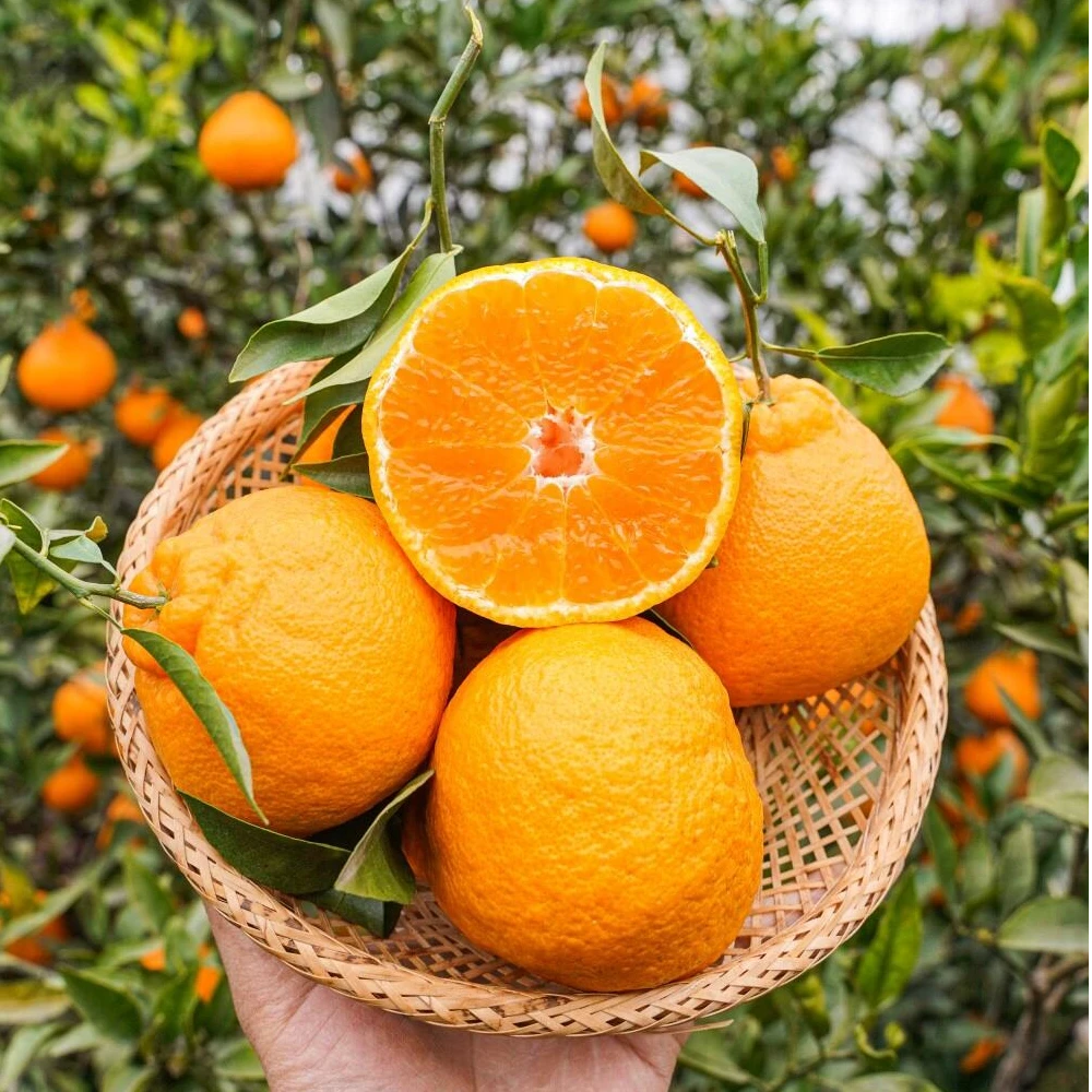 【顺丰直达】四川蒲江最核心产区A级春见耙耙柑