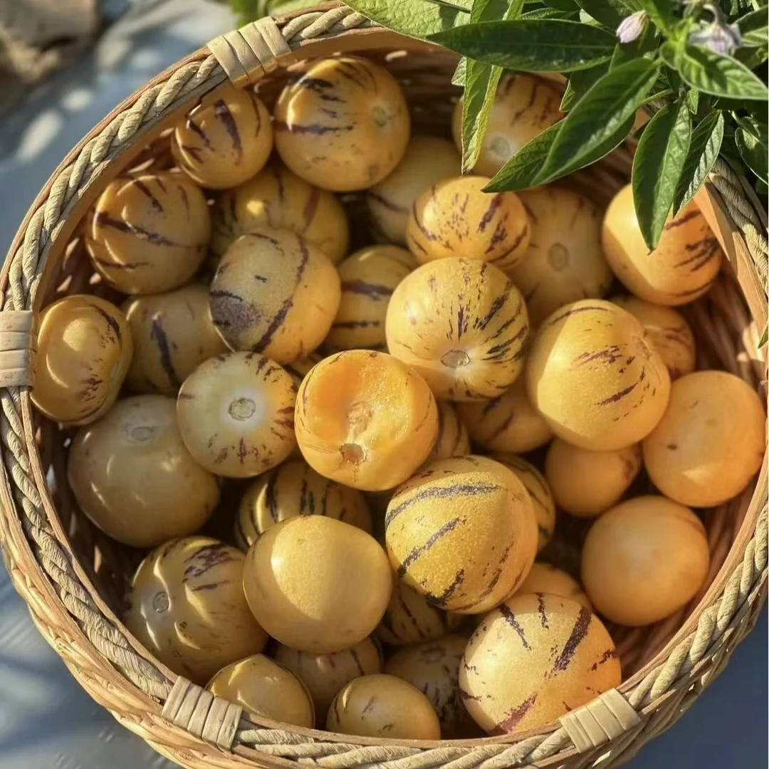 新鲜人参果一盒500g