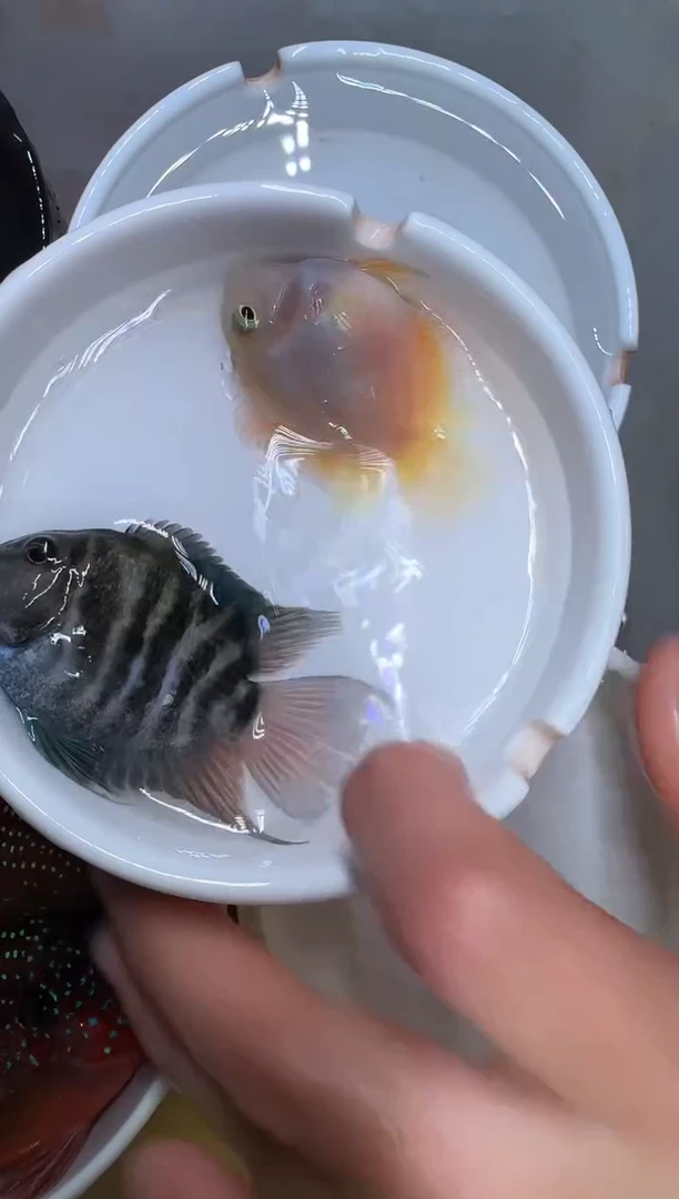 鹦鹉鱼宝蓝公胭脂粉母19.9