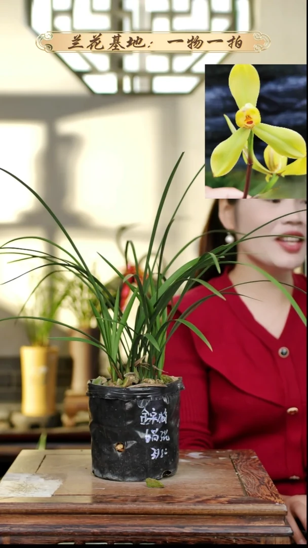 完全开放春兰金宋梅6苗3花苞