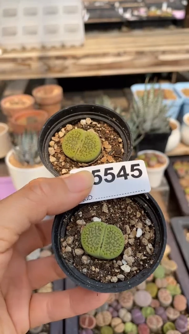 5545开播福利一物一拍