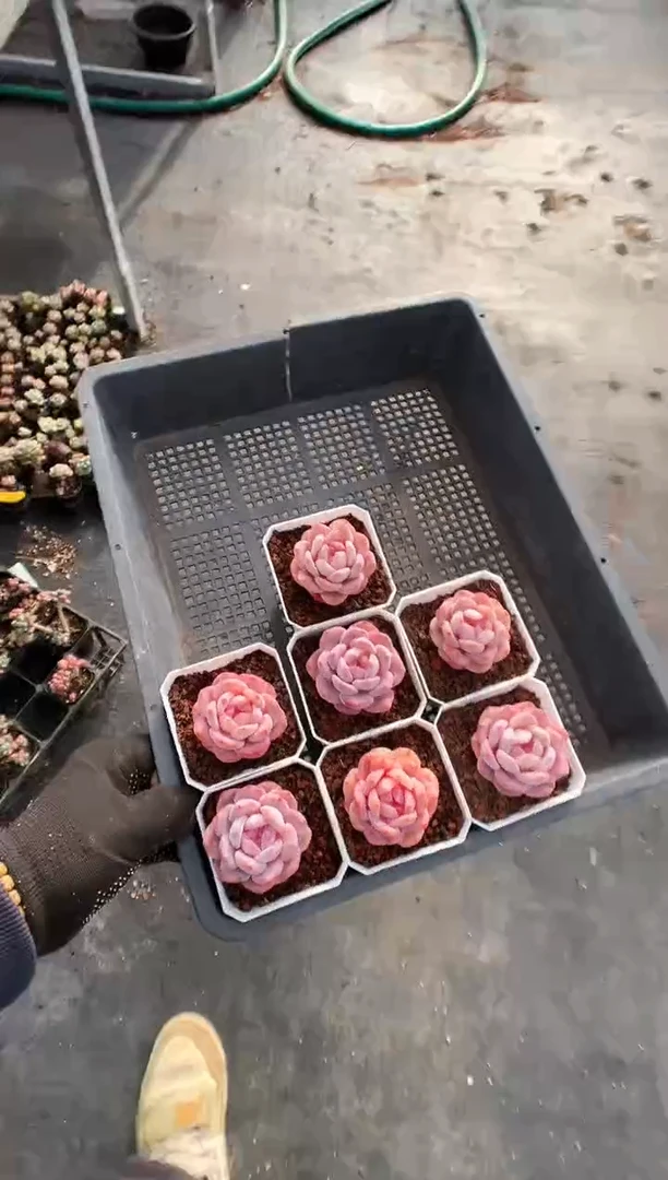 【闪购商品】105雪天使框拍