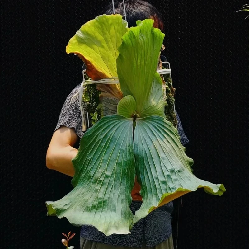 象耳鹿角蕨女王荷兰鹿角蕨二岐皇冠网红室内稀有蕨类植物耐阴ins