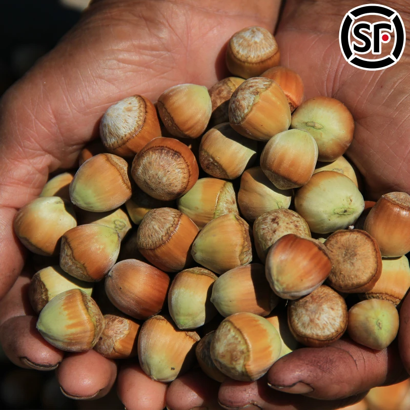溪味道辽宁新鲜绿皮榛子500g脱皮去绿皮水瓤榛子鲜果水仁鲜食坚果