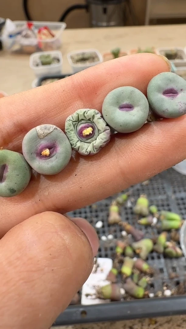 芝*25-135多肉植物肉锥