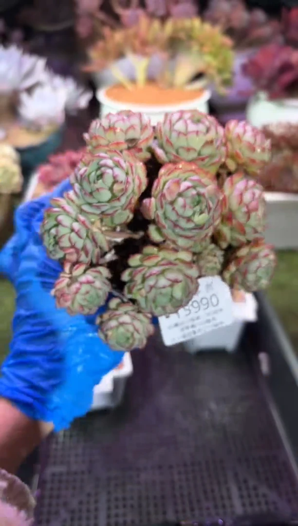 【闪购商品】15990