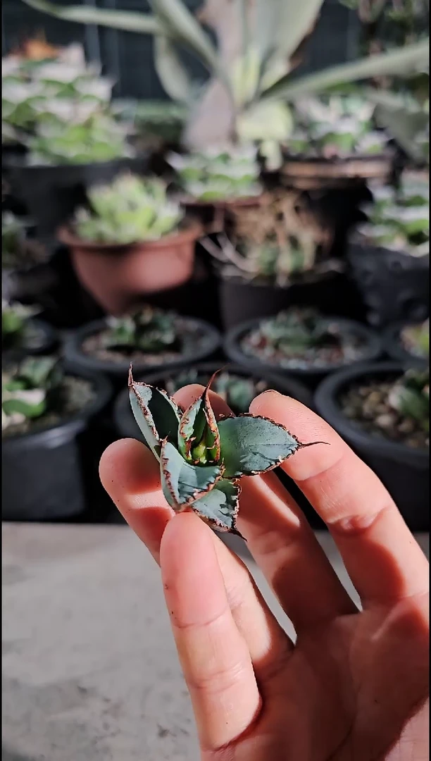 蓝肌籽播实生-顶芽(直播8折/基因保证/非组培)