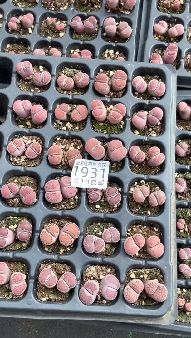 1931特价紫色母本有瑕疵发货1颗量拍