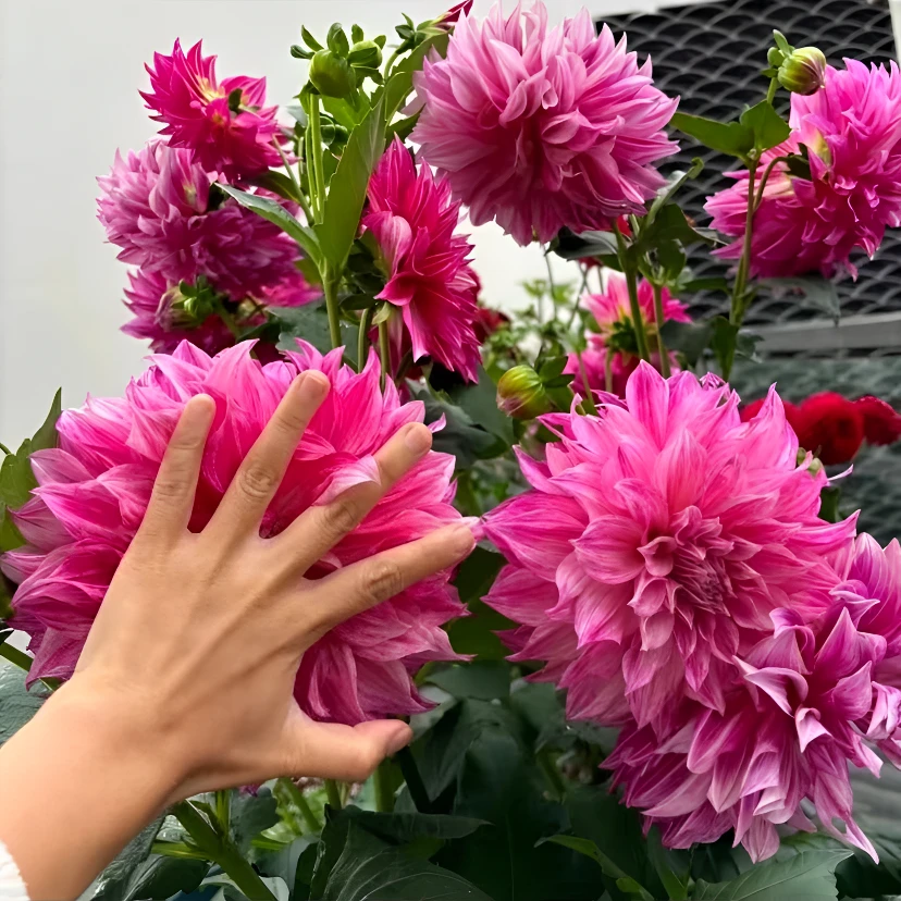 2025大丽花品种大全【精品大坨发货】进口大丽花种球当年开花