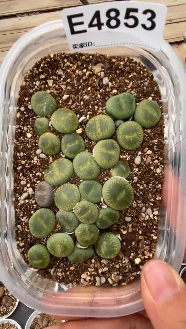 4853直播一物一拍