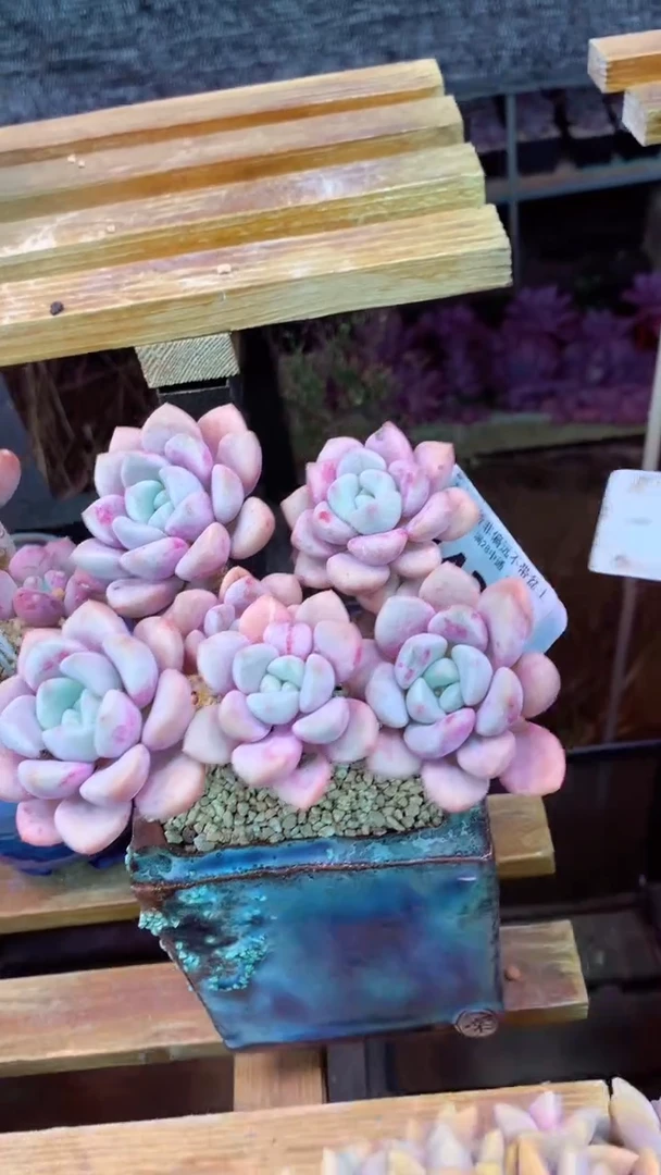 343L（一物一拍，精品多肉，所见即所得 ）