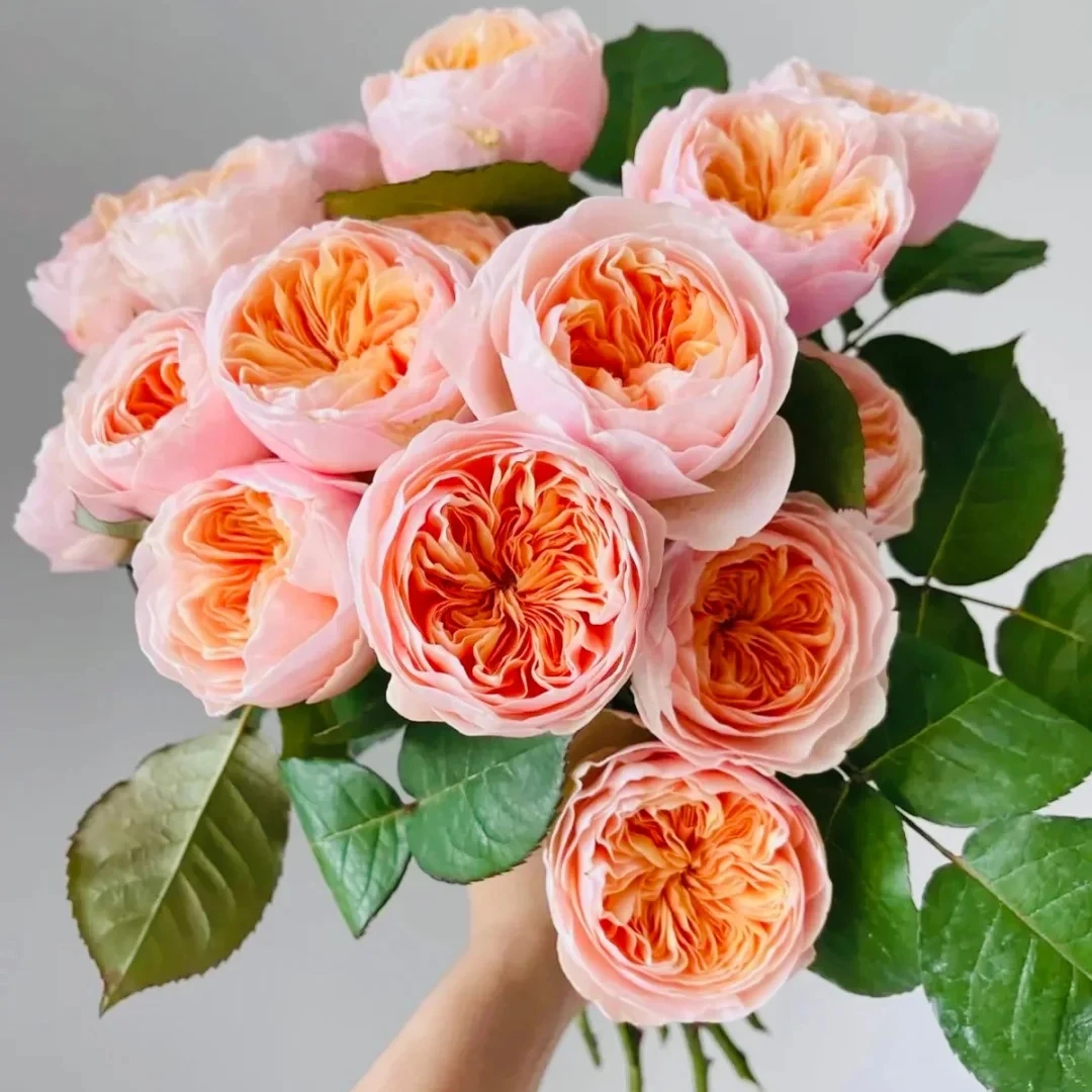 【初见花园】朱丽叶 扦插1加仑 月季切花灌木庭院盆栽抗病耐热玫瑰