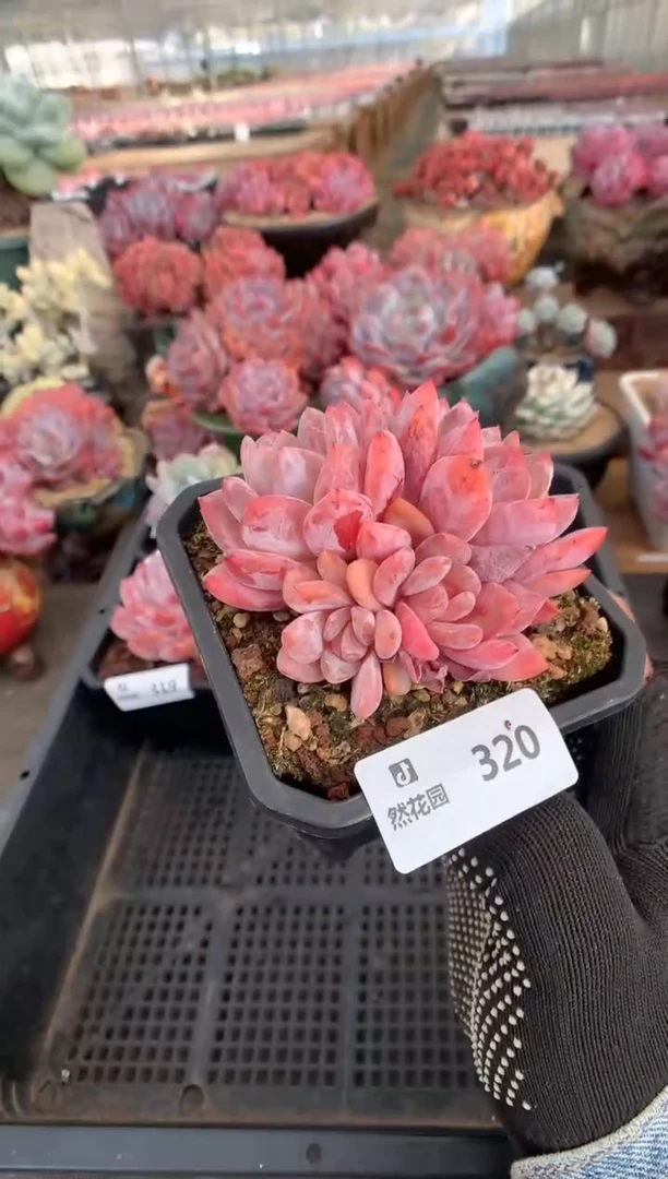 320雪天使4头一物一拍