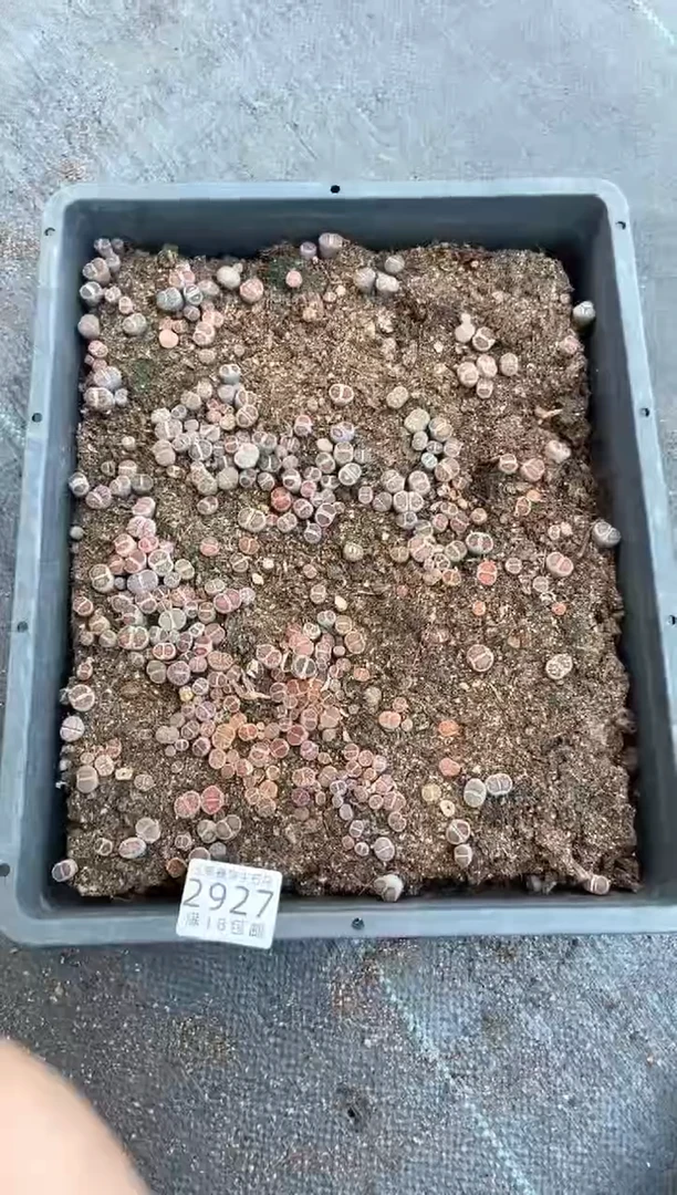 2927特价菊纹章框有疤瑕疵带土不带盆发货