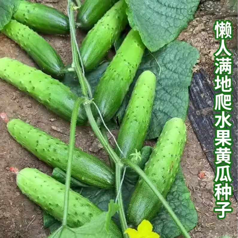 加倍甜满地爬黄瓜种子 春秋免搭架懒人易种水果黄瓜阳台蔬菜种子