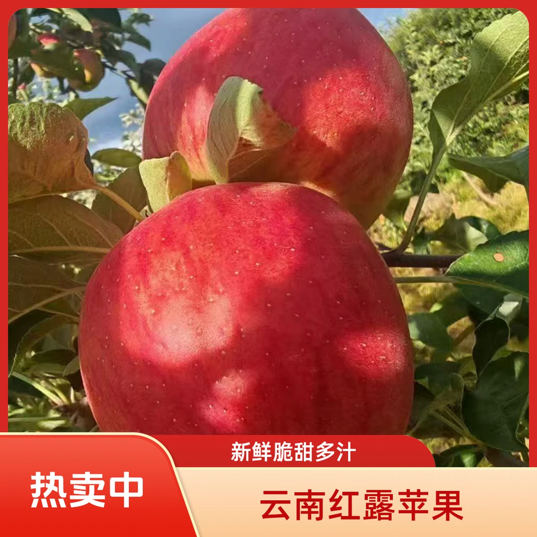 云南高山红露苹果新鲜脆甜多汁当季水果