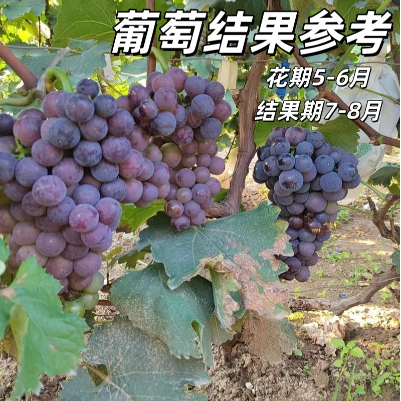 葡萄小苗葡萄树苗阳光玫瑰果树苗巨峰南北方种植庭院爬藤葡萄树苗